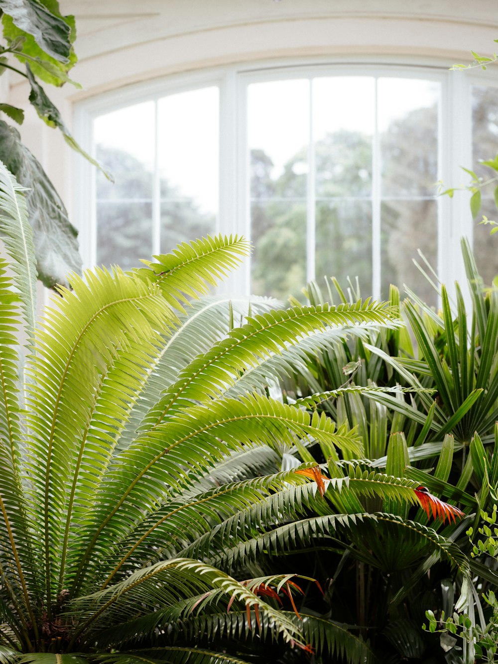 a room filled with lots of green plants next to a window