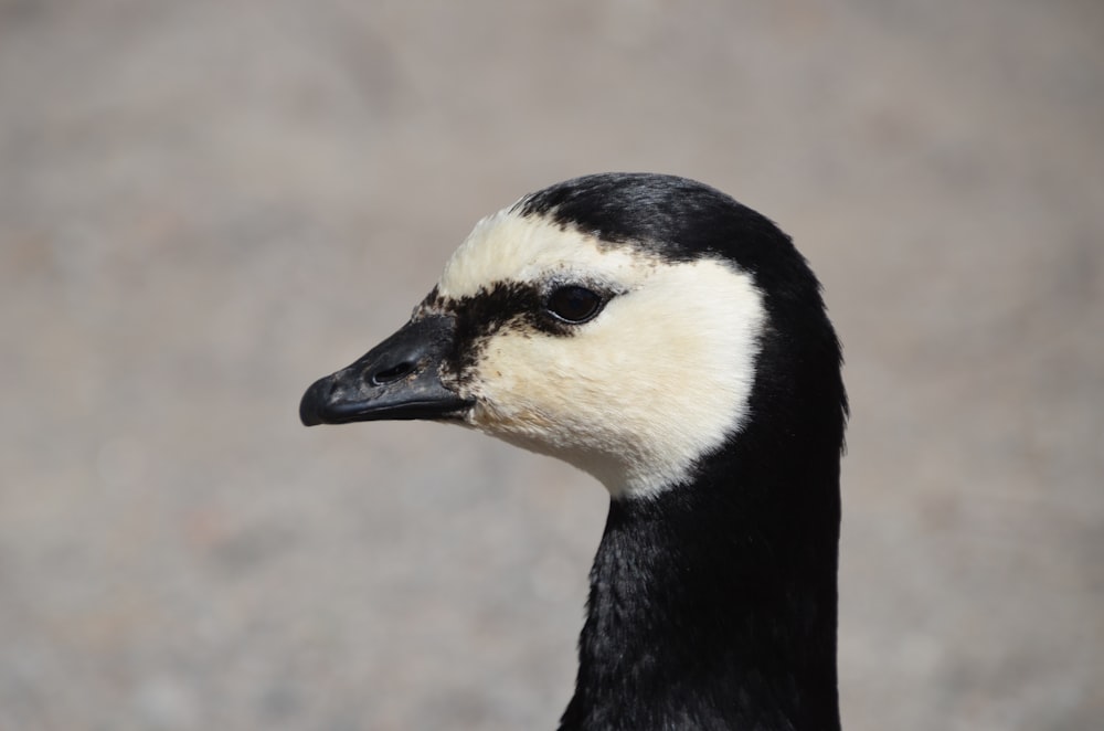 a close up of a black and white duck