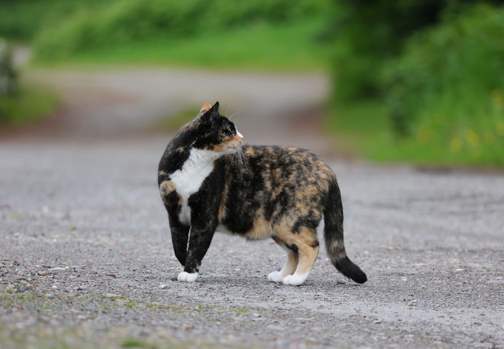 a calico cat walking across a gravel road