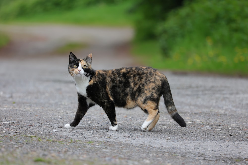 a calico cat walking across a gravel road