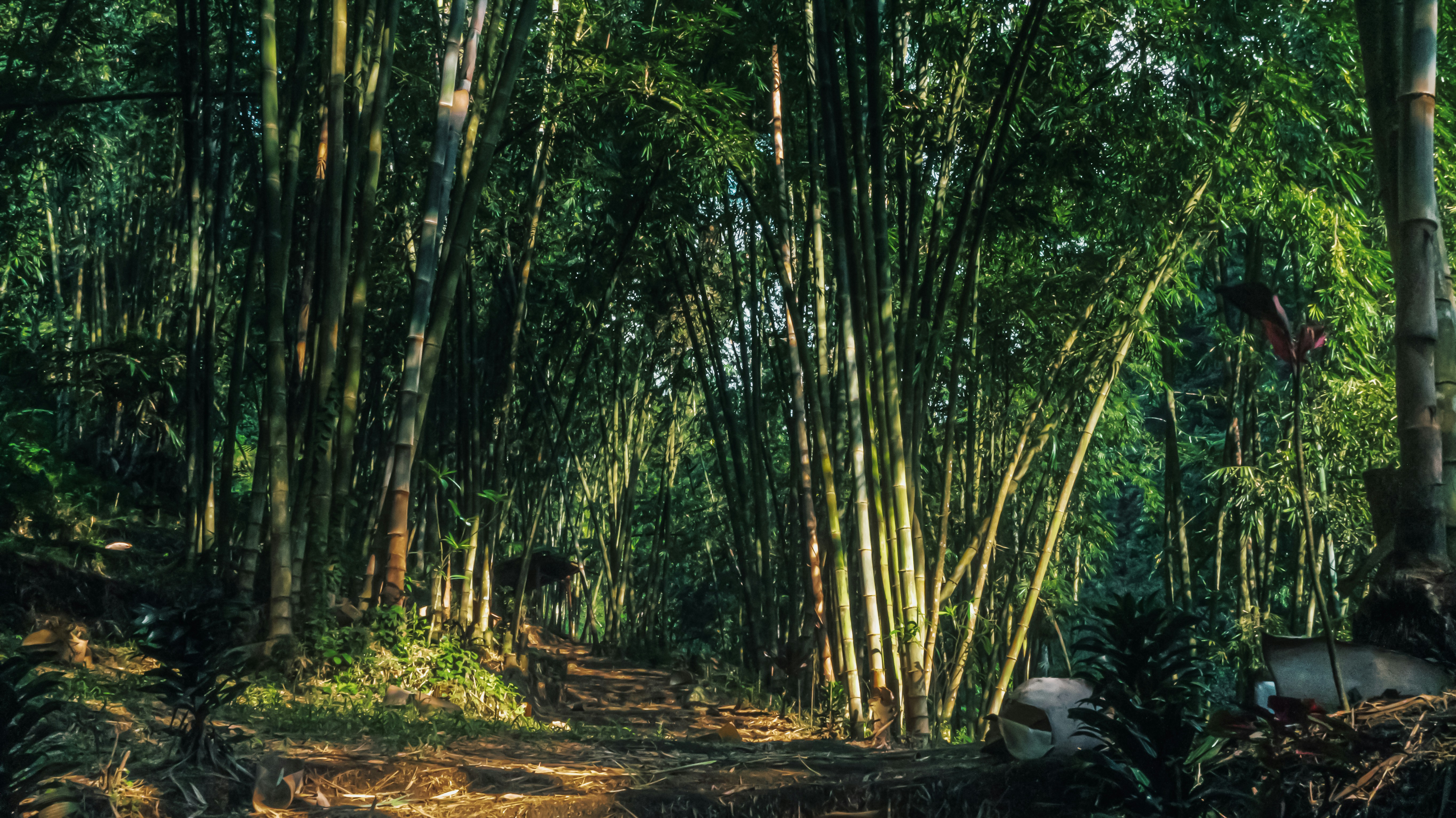 Forest trail path, ilustrasi artikel Conquer Any Trail: Your Ultimate Guide to Choosing the Right Footwear for Every Terrain 2