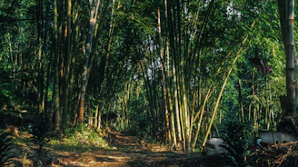 a dirt road surrounded by tall bamboo trees