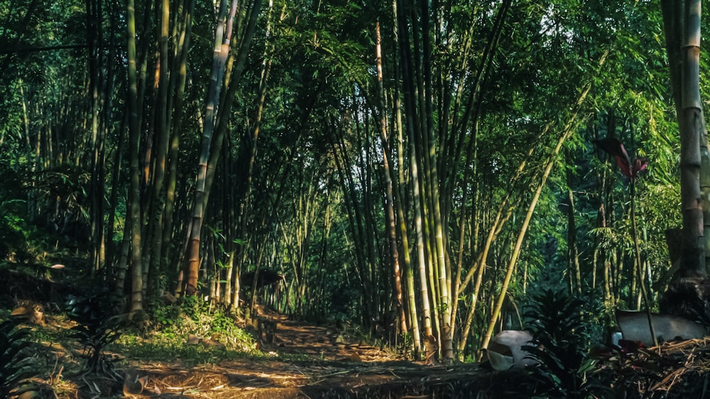 a dirt road surrounded by tall bamboo trees