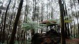 A serene forest setting features tall, closely spaced trees with a lush canopy of green foliage. In the middle of the scene, an outdoor shelter with a thatched roof is partially obscured by large fern leaves, creating a peaceful, rustic atmosphere.