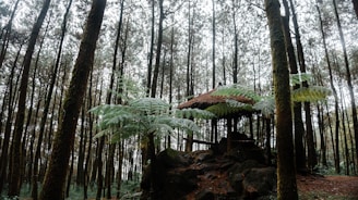 A serene forest setting features tall, closely spaced trees with a lush canopy of green foliage. In the middle of the scene, an outdoor shelter with a thatched roof is partially obscured by large fern leaves, creating a peaceful, rustic atmosphere.