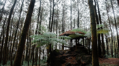 A serene forest setting features tall, closely spaced trees with a lush canopy of green foliage. In the middle of the scene, an outdoor shelter with a thatched roof is partially obscured by large fern leaves, creating a peaceful, rustic atmosphere.