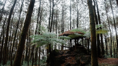 A serene forest setting features tall, closely spaced trees with a lush canopy of green foliage. In the middle of the scene, an outdoor shelter with a thatched roof is partially obscured by large fern leaves, creating a peaceful, rustic atmosphere.