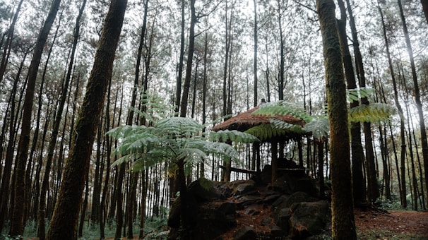 A serene forest setting features tall, closely spaced trees with a lush canopy of green foliage. In the middle of the scene, an outdoor shelter with a thatched roof is partially obscured by large fern leaves, creating a peaceful, rustic atmosphere.