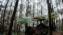 A serene forest setting features tall, closely spaced trees with a lush canopy of green foliage. In the middle of the scene, an outdoor shelter with a thatched roof is partially obscured by large fern leaves, creating a peaceful, rustic atmosphere.
