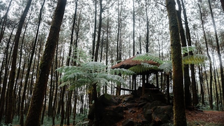 Exploring Kinwood Echoes: A Journey Through Nature’s Symphony