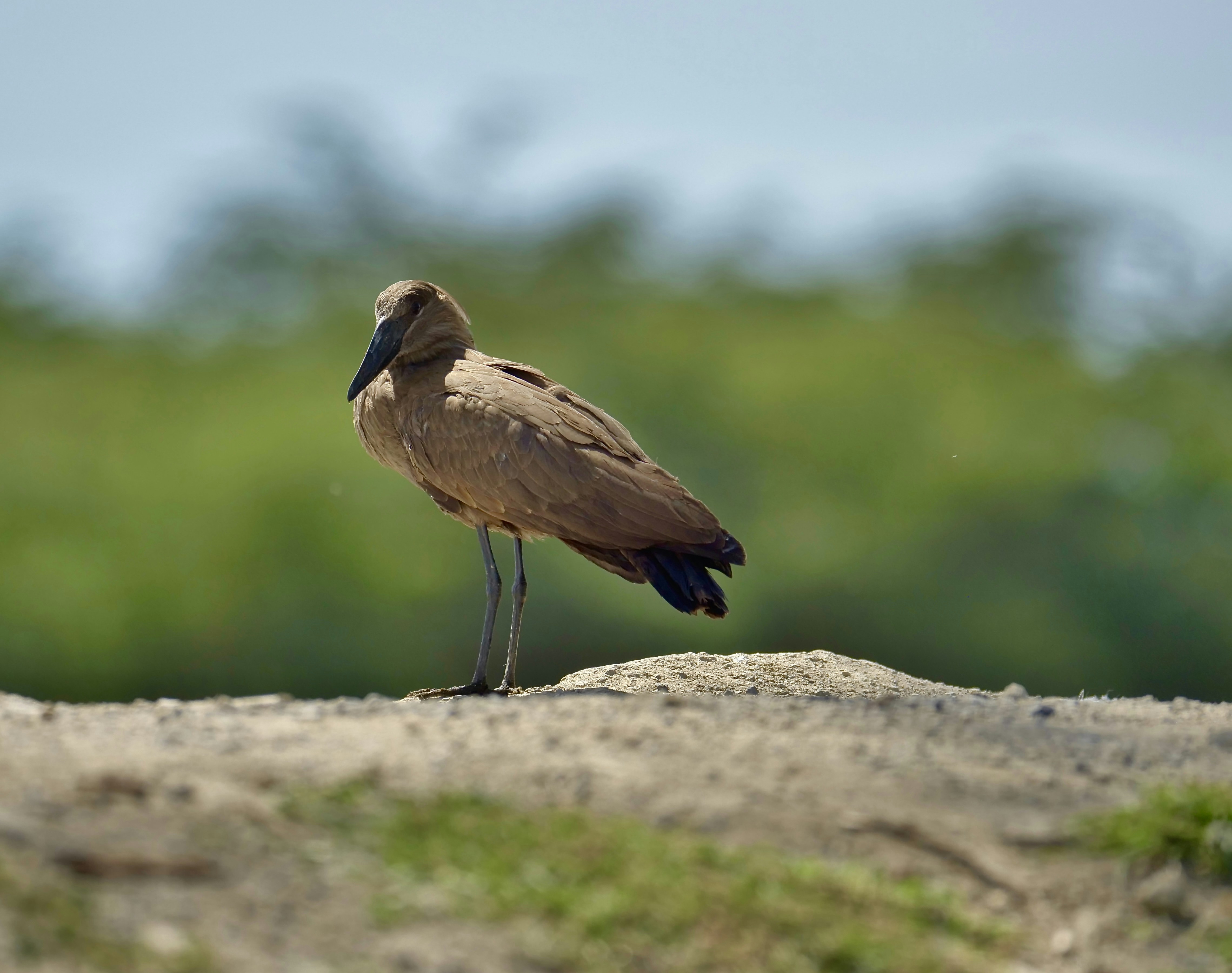 The Mystery Continues (image credits: unsplash)