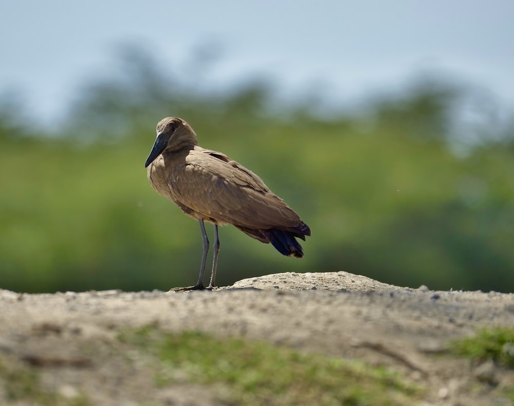 a bird is standing on the edge of a cliff