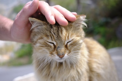 A cat being gently brushed during a grooming session.