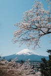 a tree with white flowers and a mountain in the background