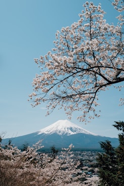 a tree with white flowers and a mountain in the background