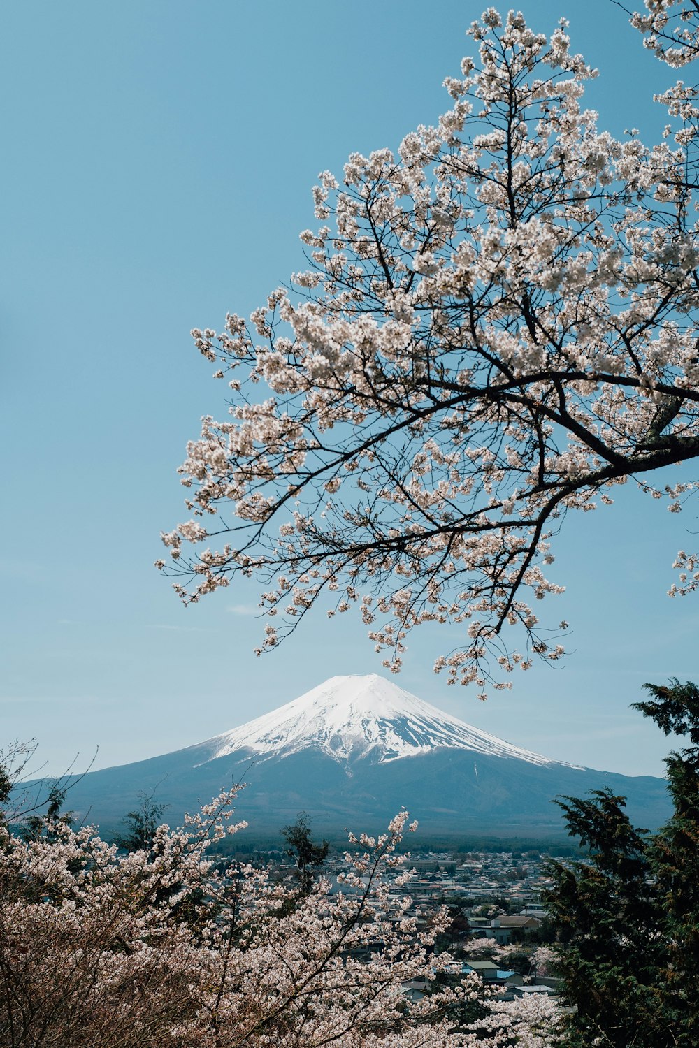 a tree with white flowers and a mountain in the background