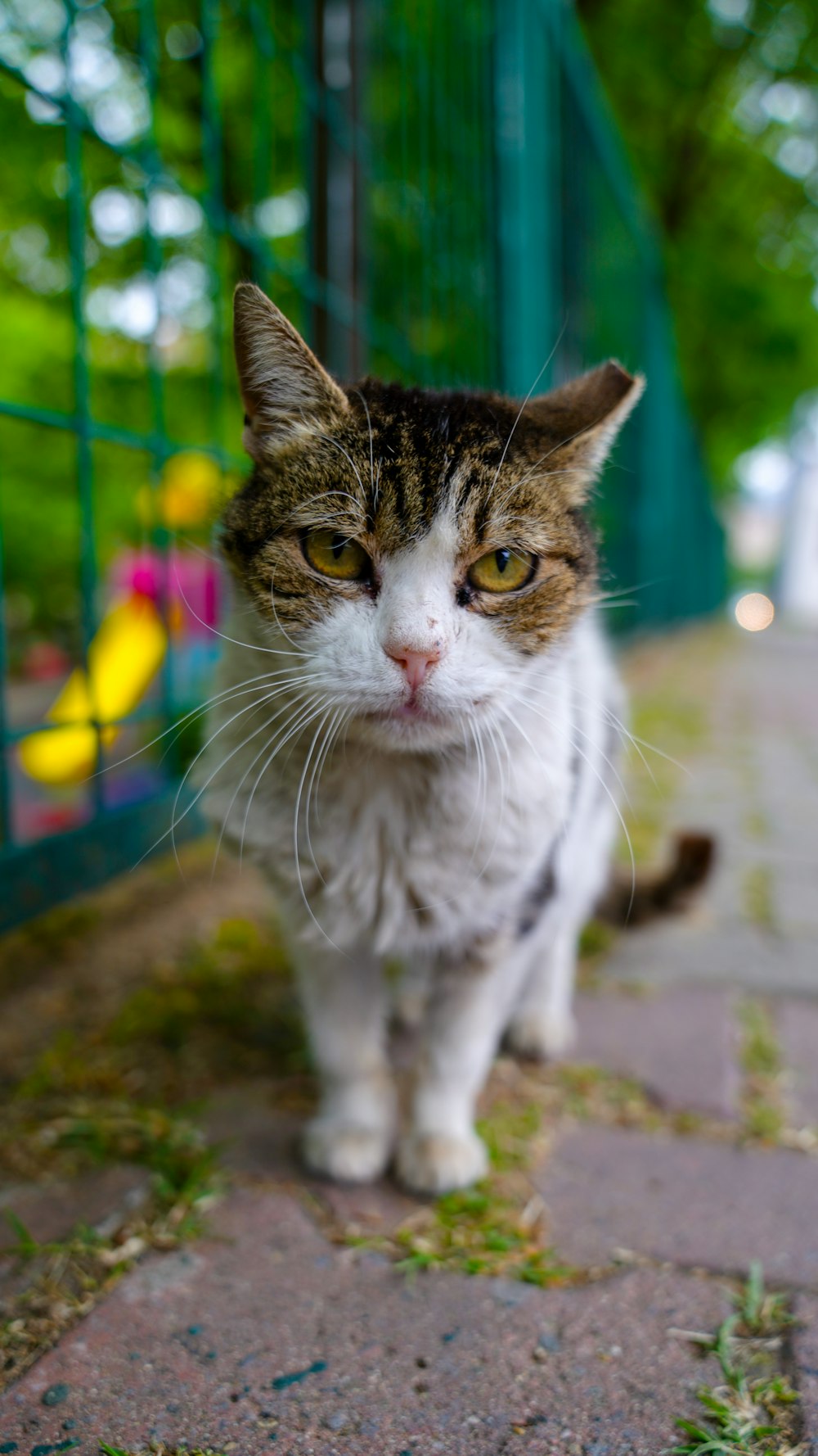 a cat standing on a sidewalk next to a fence