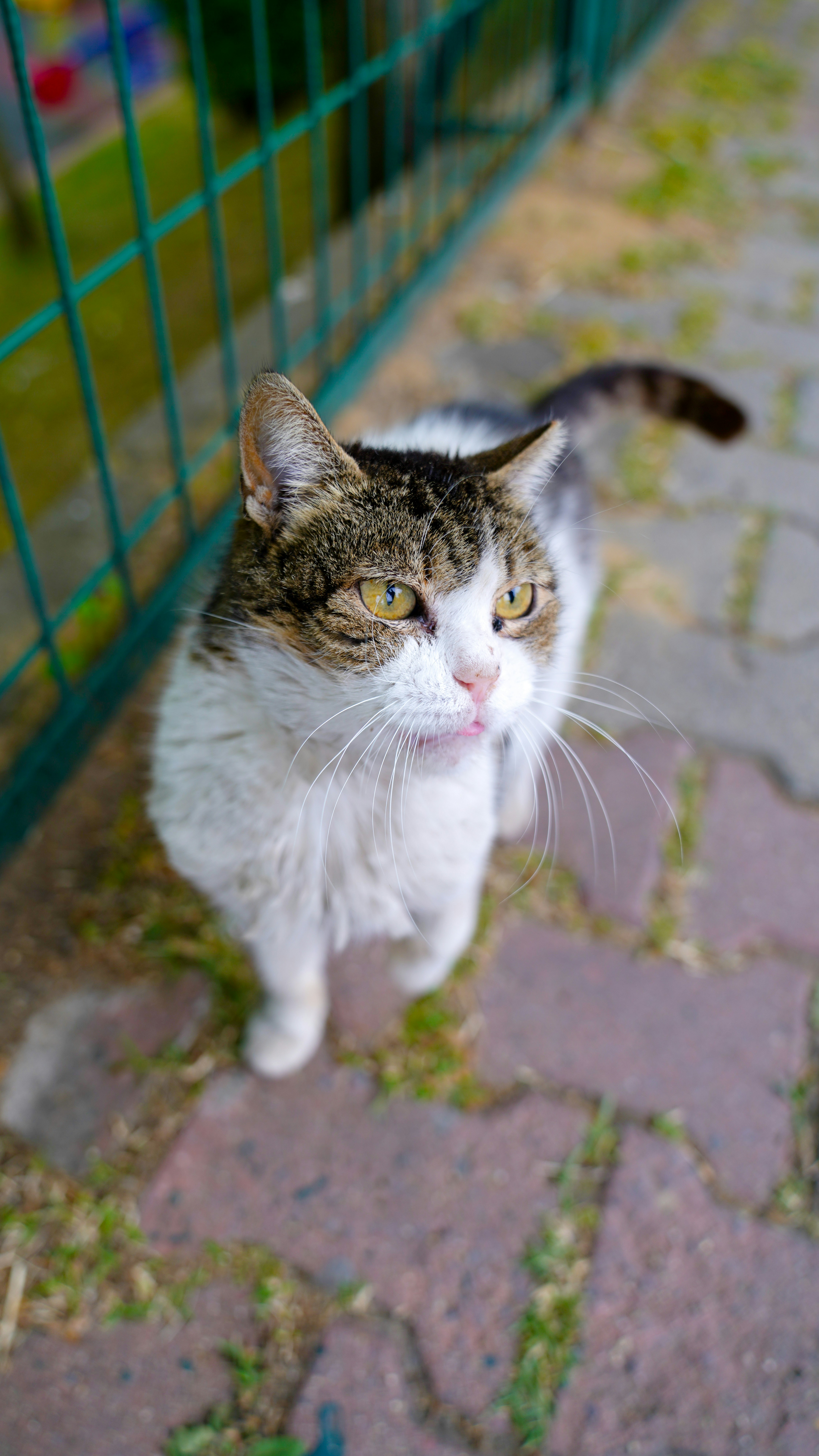 a cat is standing in front of a fence