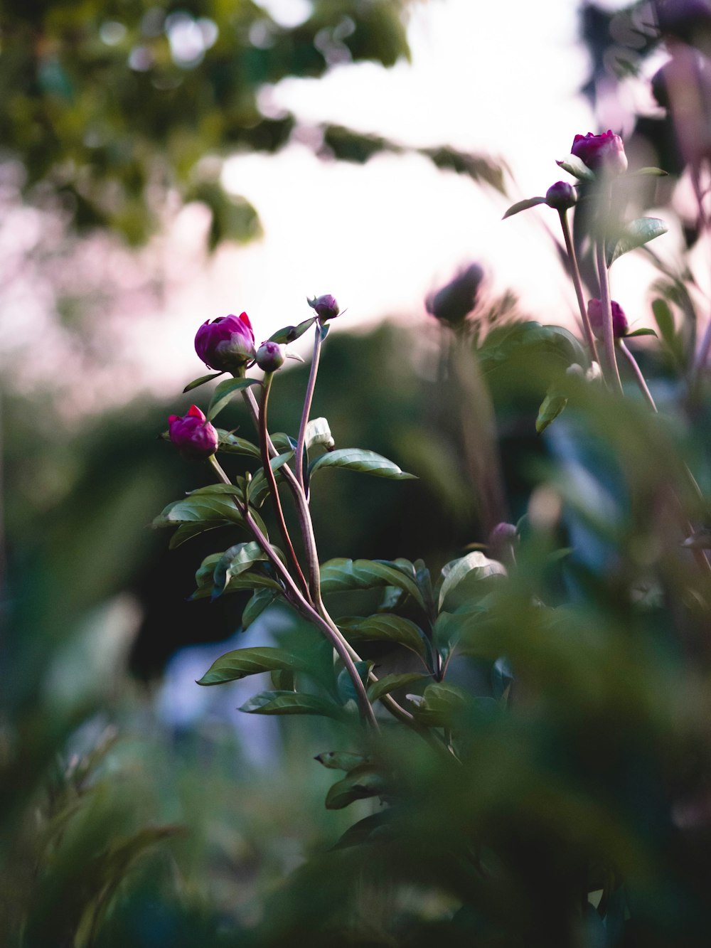 a close up of a plant with purple flowers