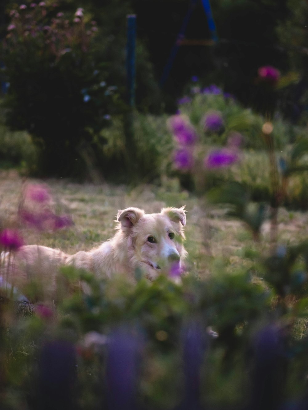 a white dog laying in a field of flowers