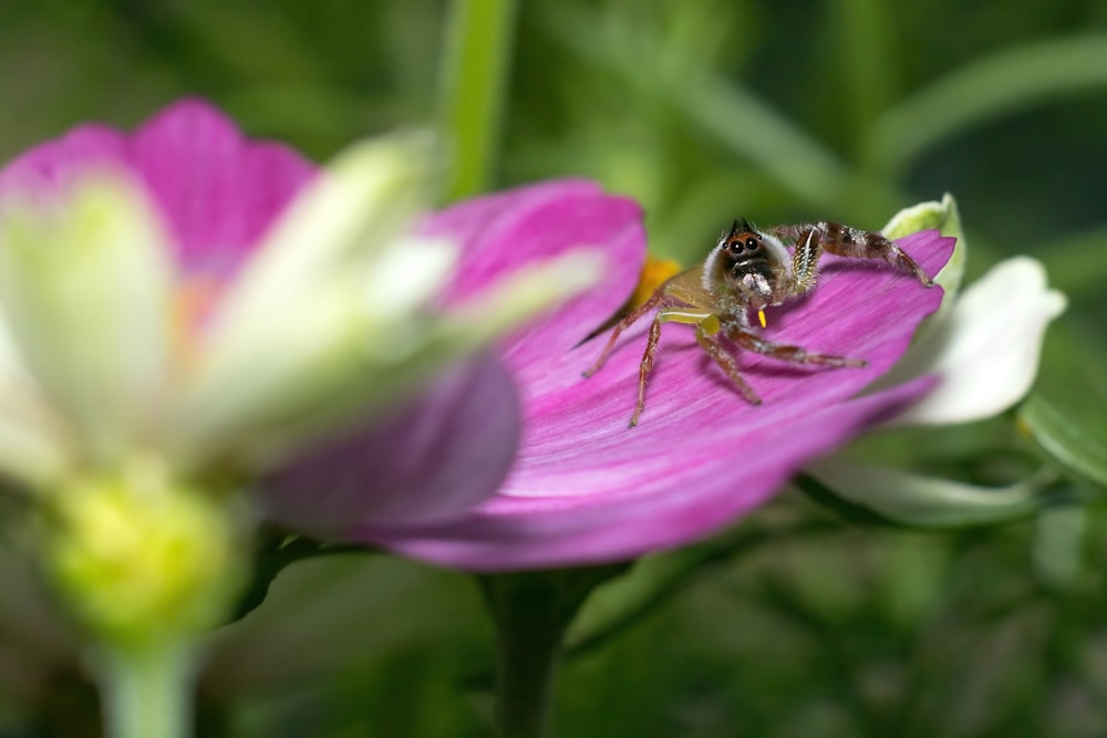 a bee sitting on top of a purple flower