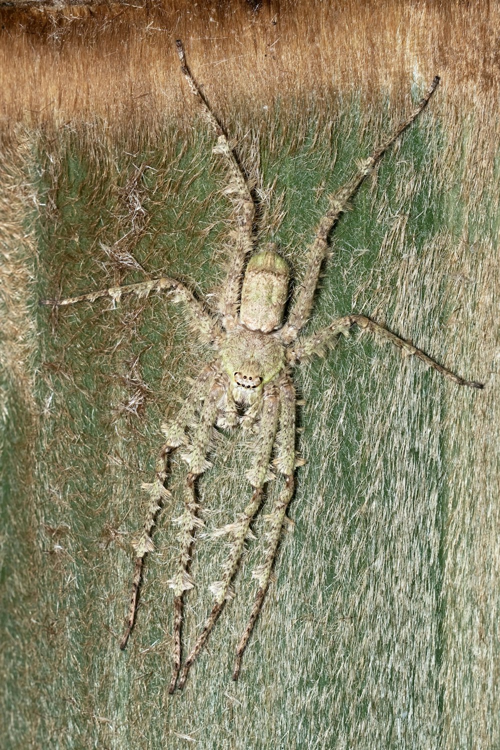 uma imagem de uma aranha na grama