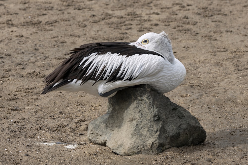a pelican sitting on top of a rock in the sand