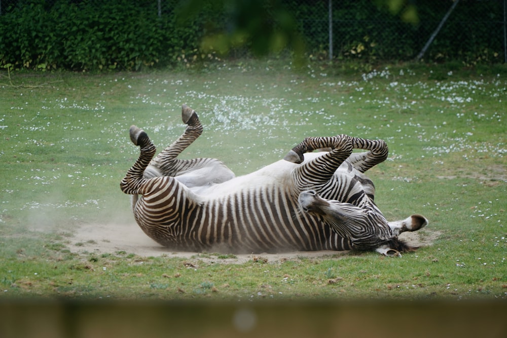 two zebras rolling around in a grassy field