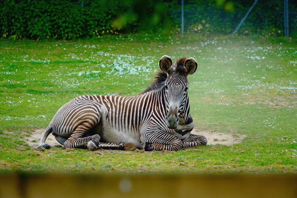 a zebra laying on the ground in a field