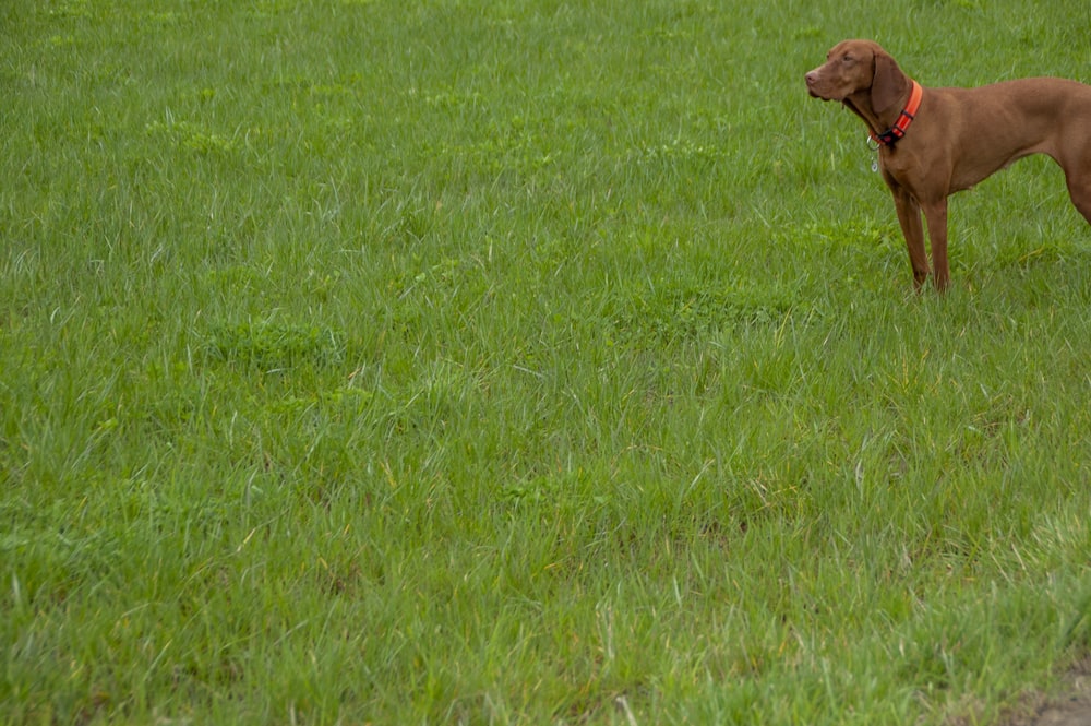 a brown dog standing on top of a lush green field