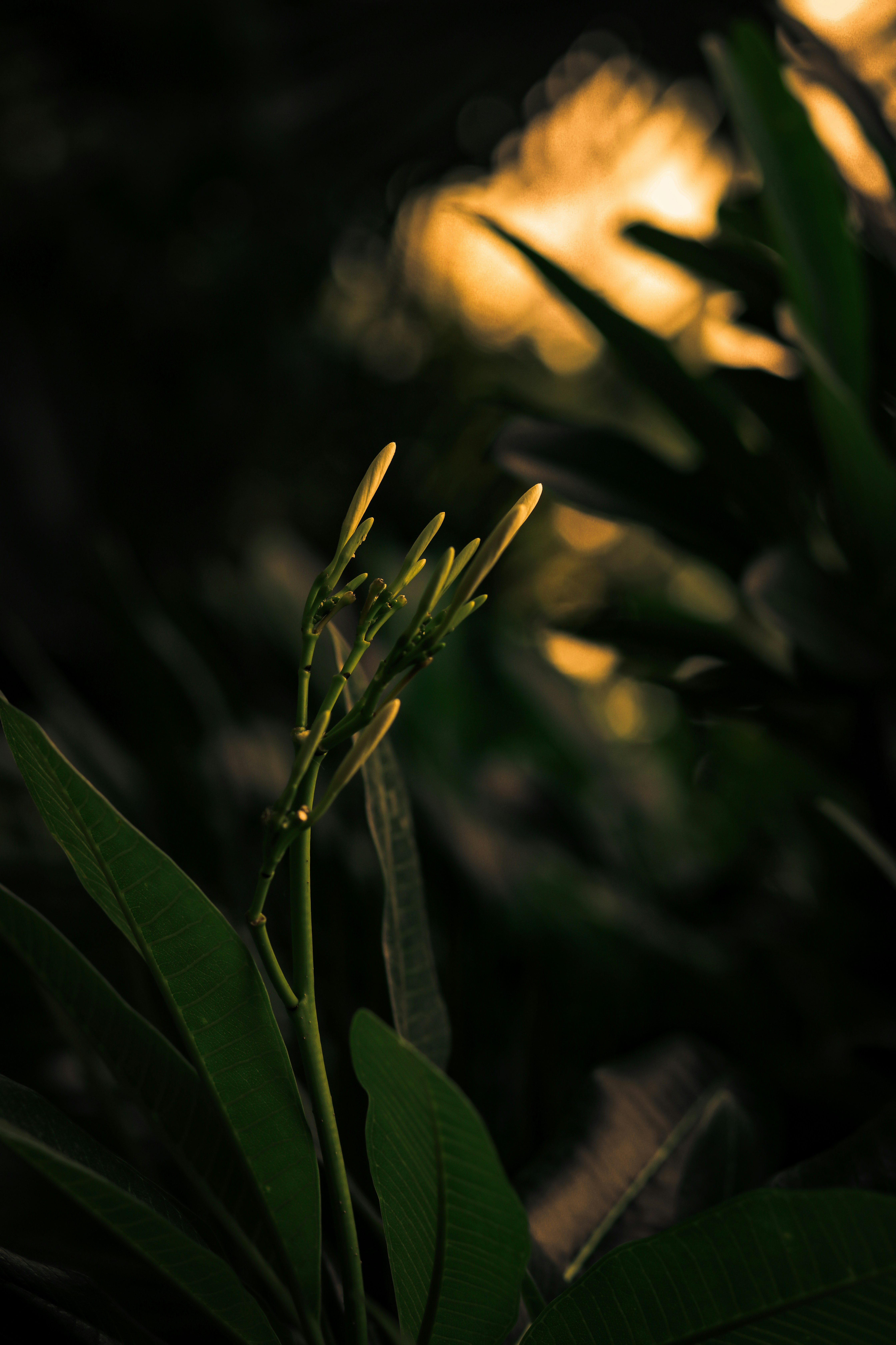 Photo by calypso_cam_