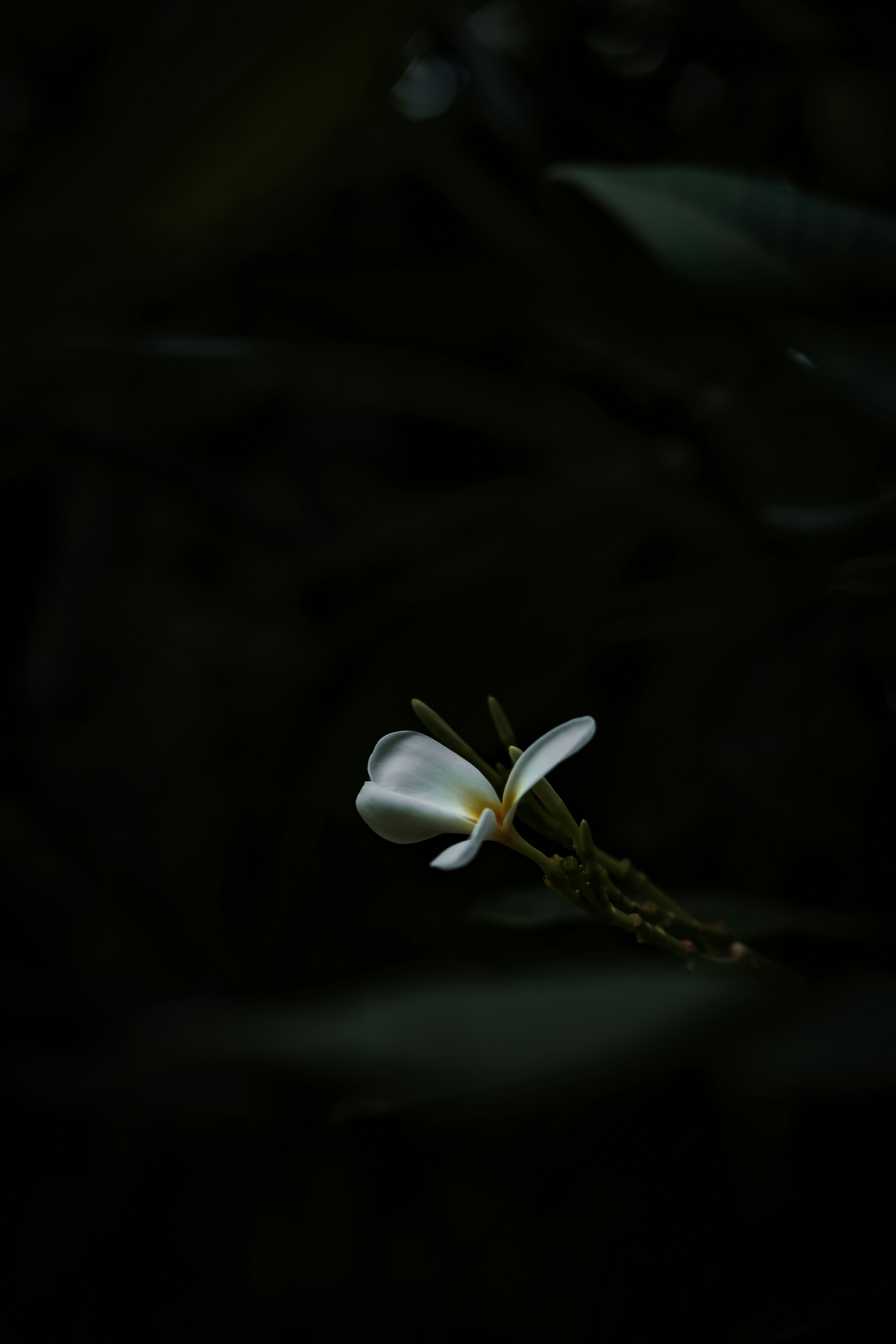 Photo by calypso_cam_