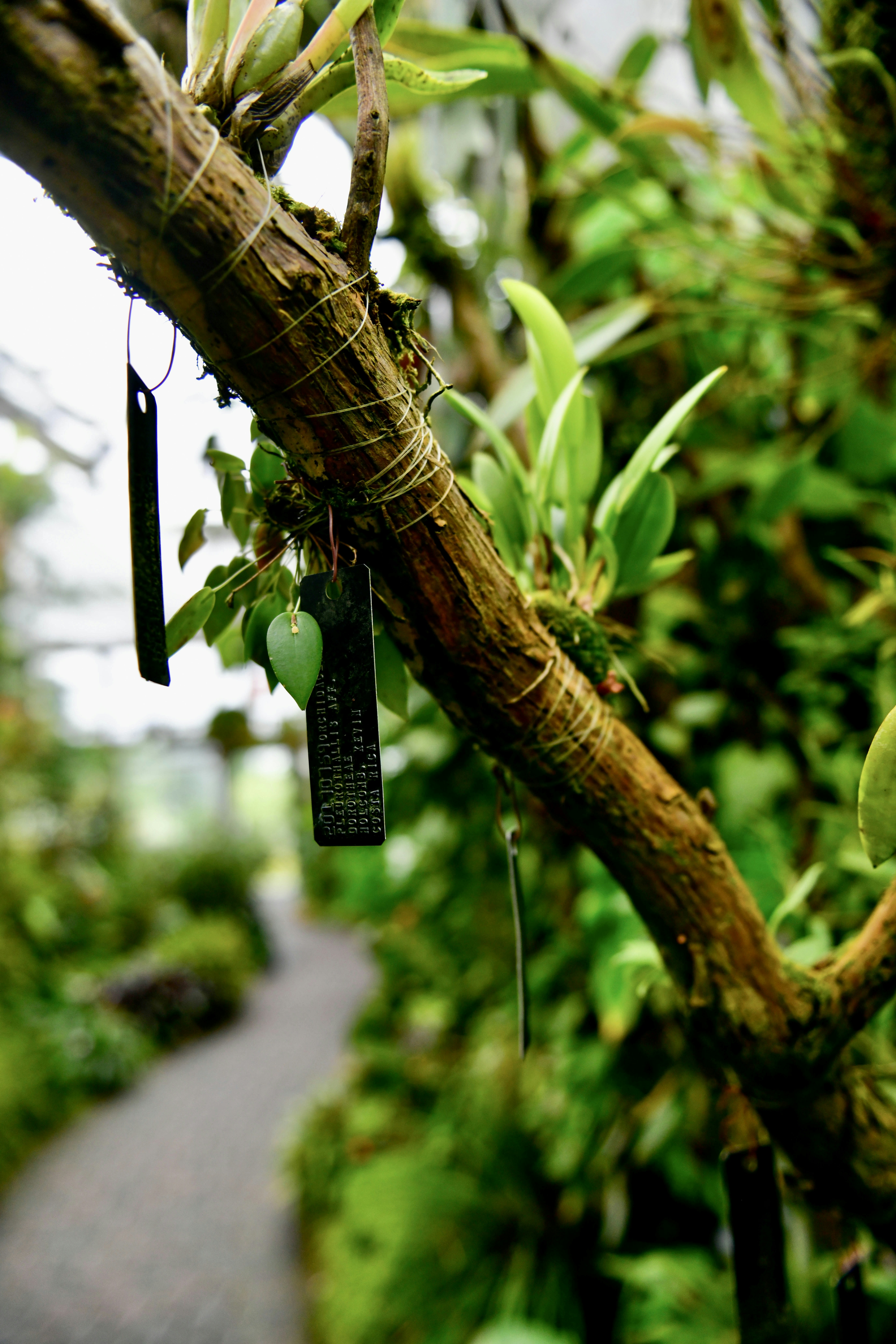 A tree branch with a tag hanging from it photo – Free Green Image on ...