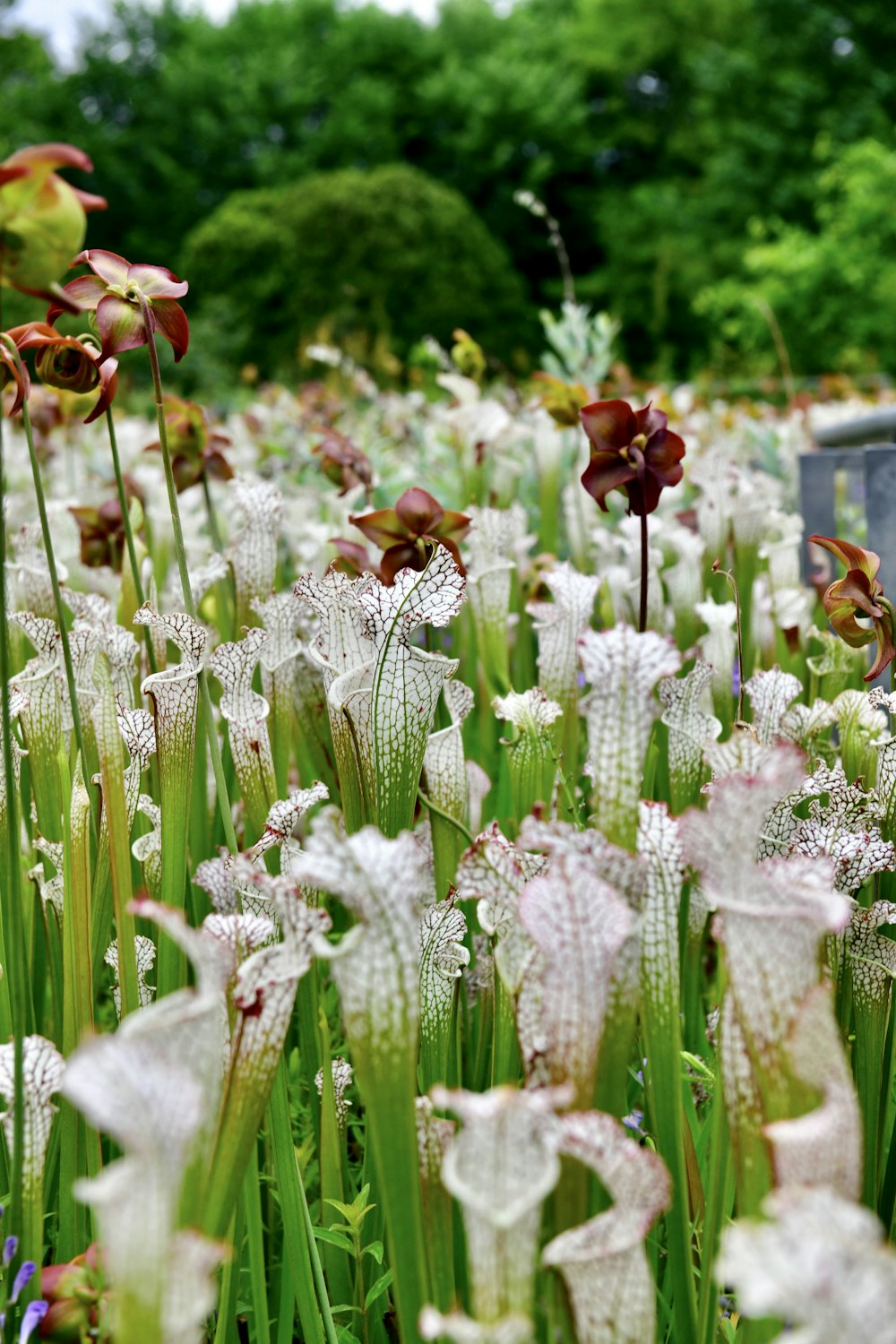 a bunch of flowers that are in the grass