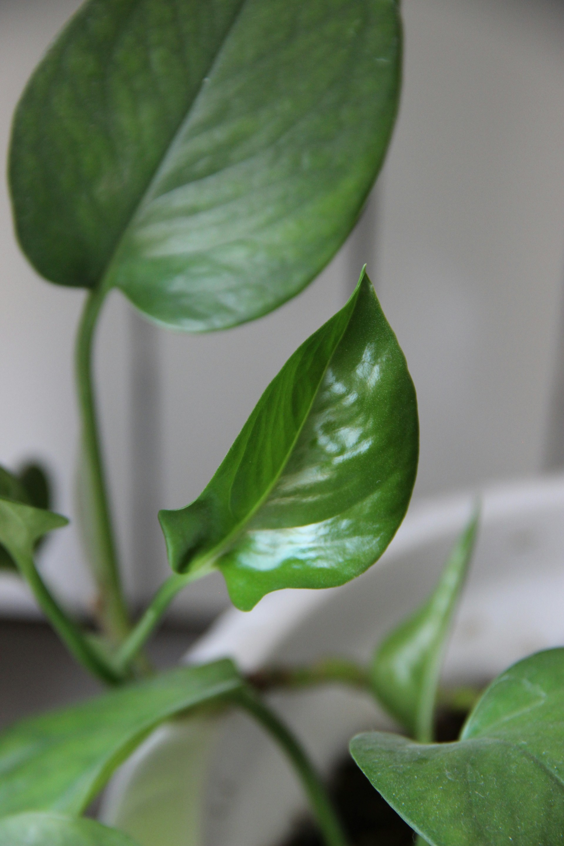 a close up of a plant with green leaves