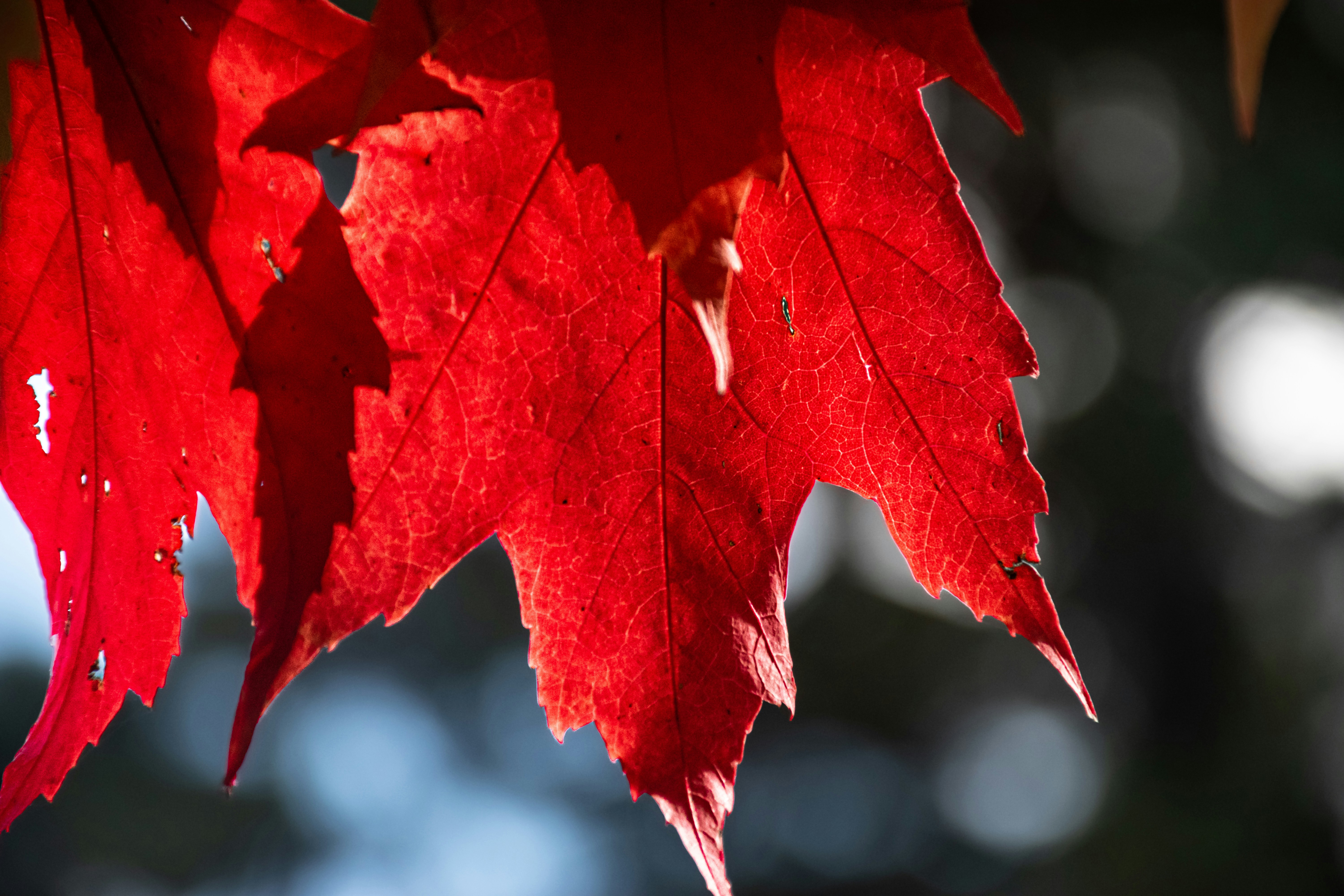 Photo by adam_skrinnikoff