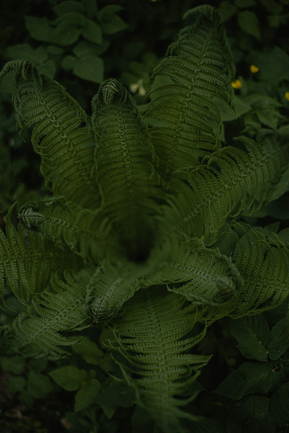 a close up of a green plant with lots of leaves