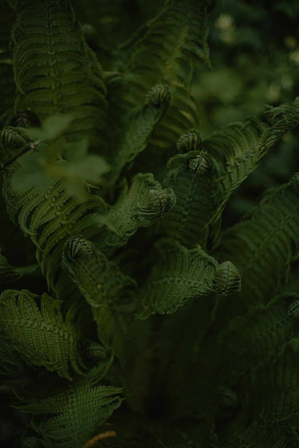 a close up of a green plant with leaves