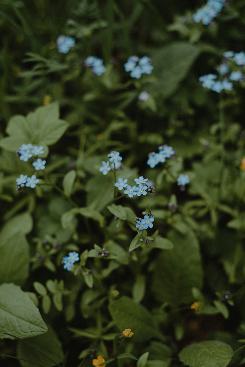a bunch of small blue flowers in a field