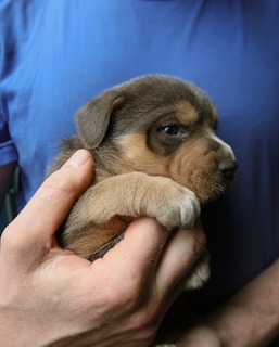 A small, brown puppy with light brown patches is being gently held by a person wearing a blue shirt. The puppy's eyes are open and it appears calm and relaxed in the person's hands.