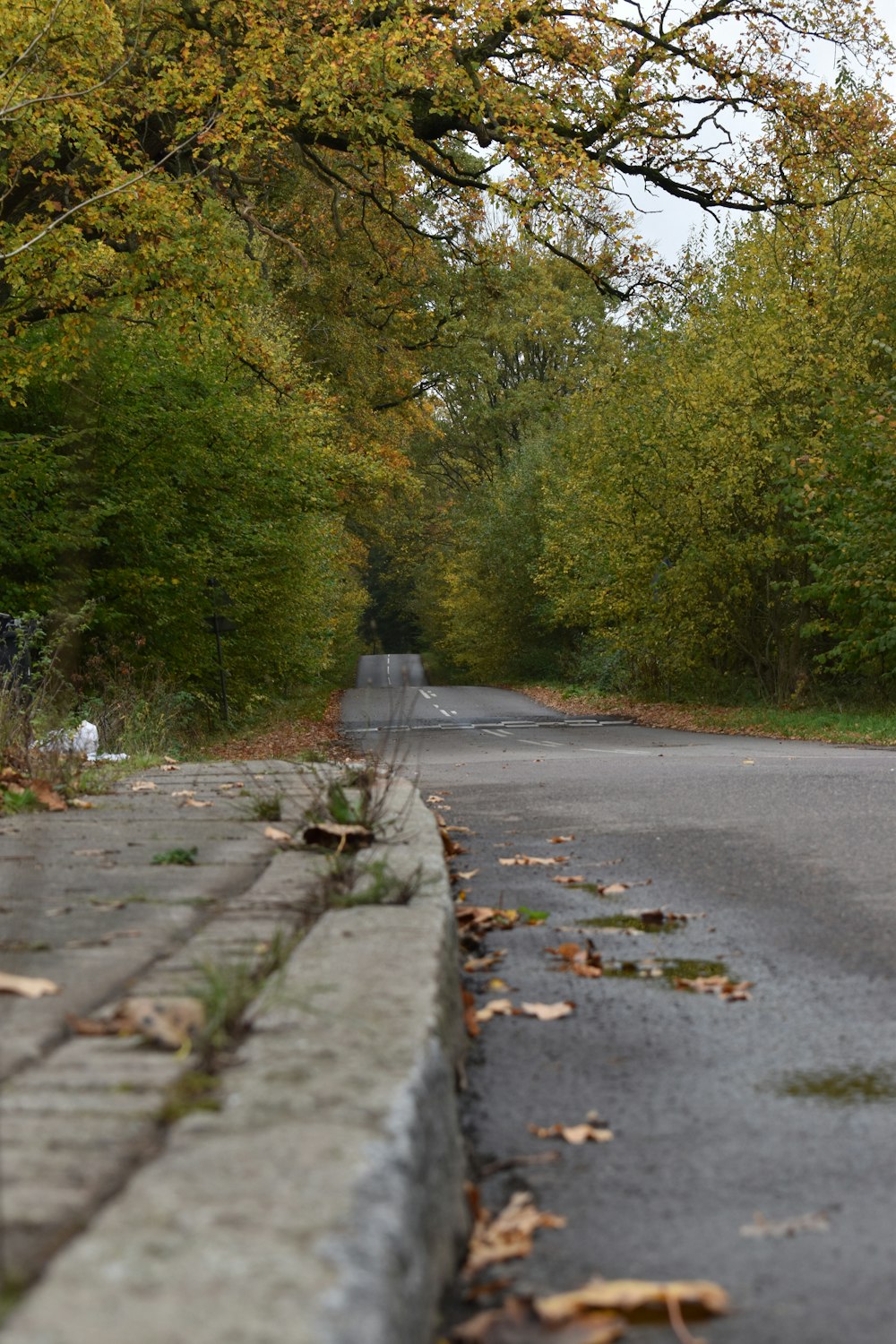 a paved road with trees lining both sides of it