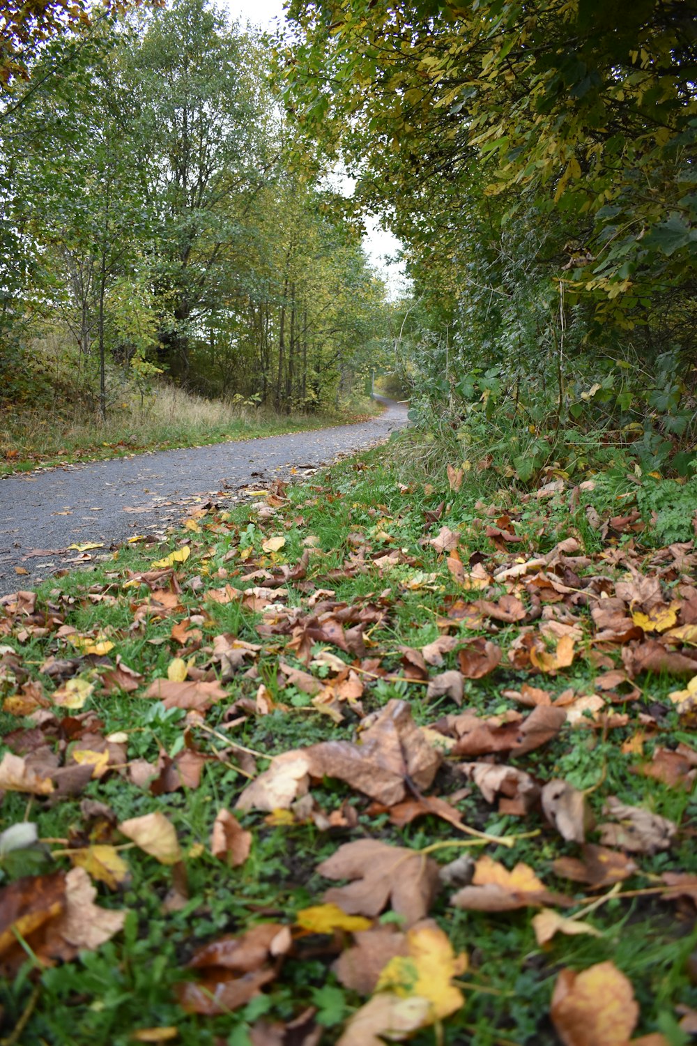 a road surrounded by trees and leaves on the ground