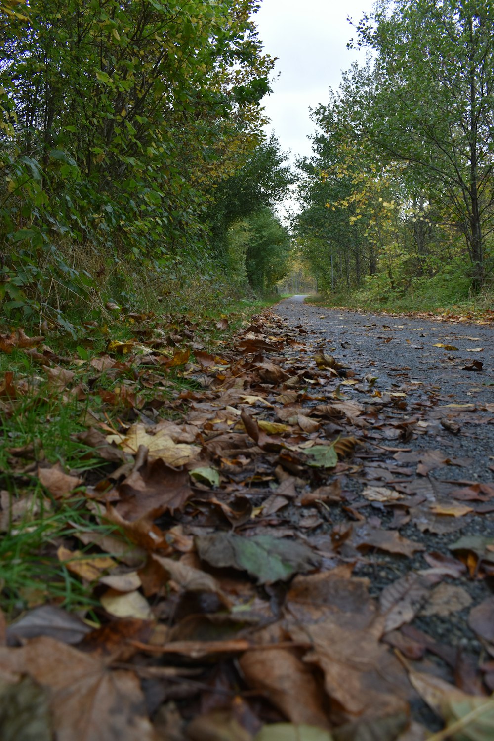 a leaf covered road in the middle of a forest