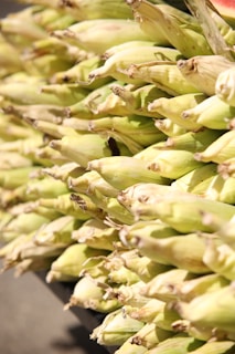 Bundles of freshly picked American sweet corn stacked neatly, ready for market.