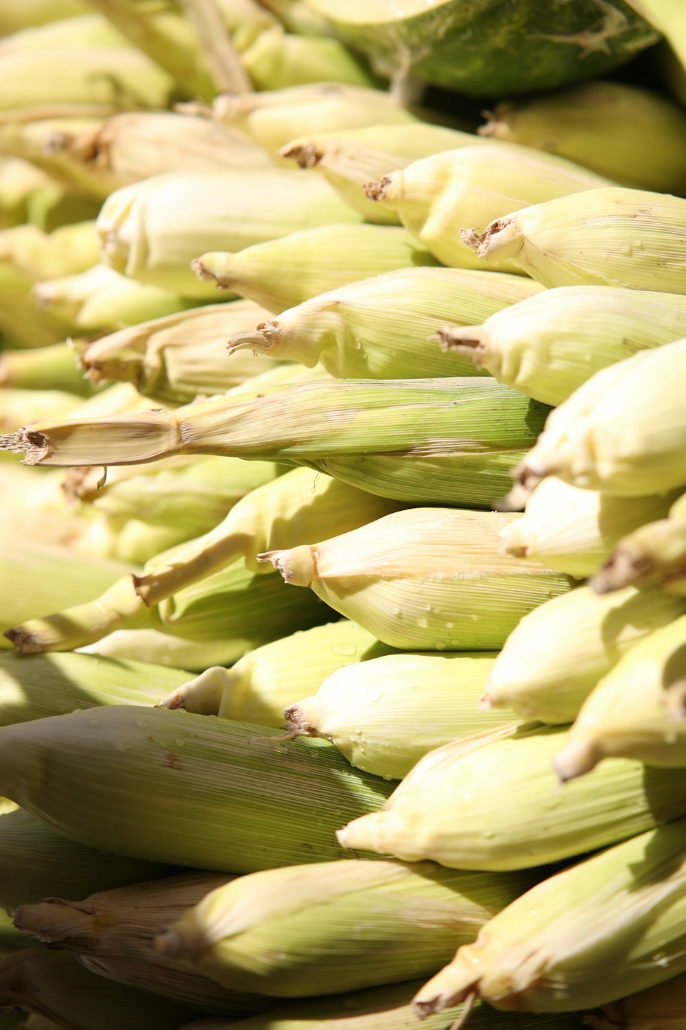 a close up of a bunch of corn