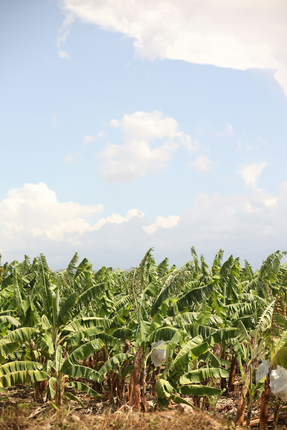 a field full of green bananas under a cloudy blue sky