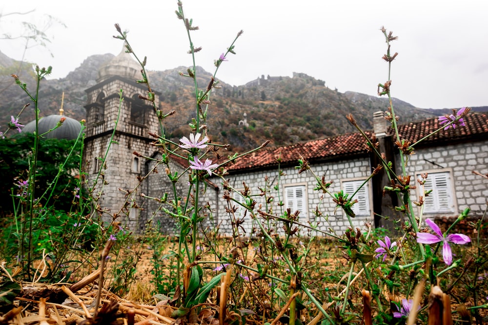 a building in the middle of a field with purple flowers in front of it