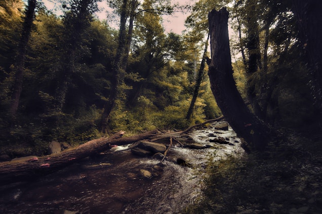 A serene forest scene with a flowing stream bordered by lush trees. A fallen tree lies across the stream, adding a sense of untouched wilderness. Soft light filters through the dense foliage, creating a play of light and shadow.