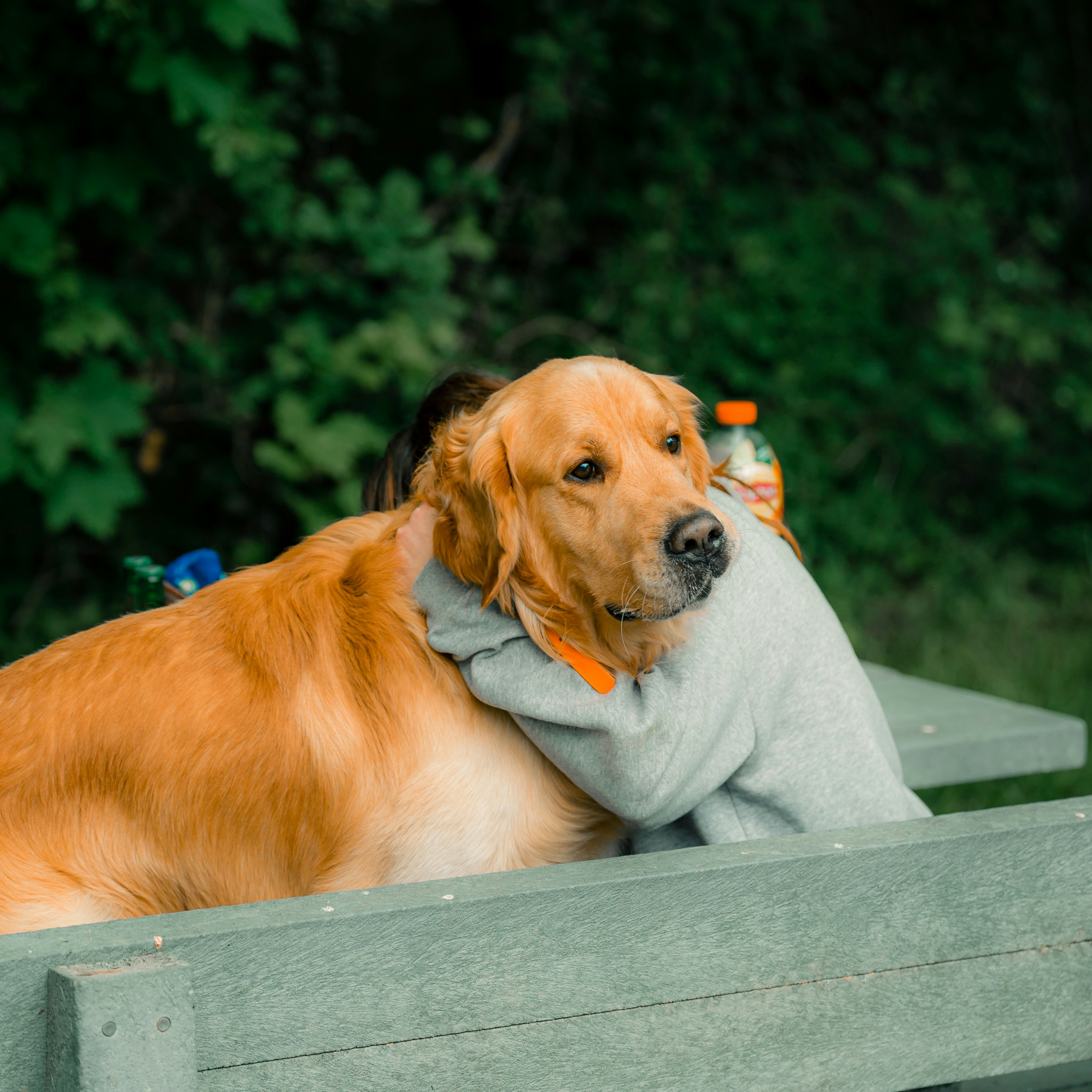 Two gay men hugging their rescue golden retriever dog in a sunny park, rainbow flag visible in background
