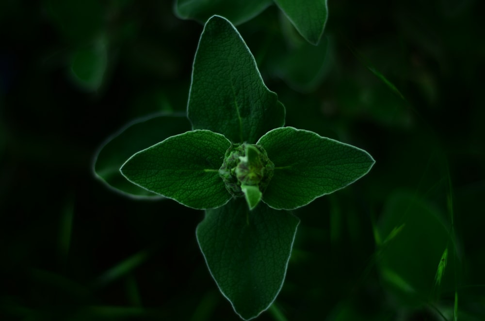 a close up of a green flower with leaves